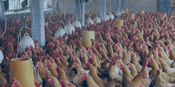 Poultry Feed manufacturing plant,how animal feed mill plant build?